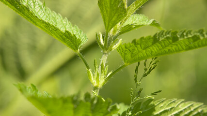 Nettle leaves in the sunshine.