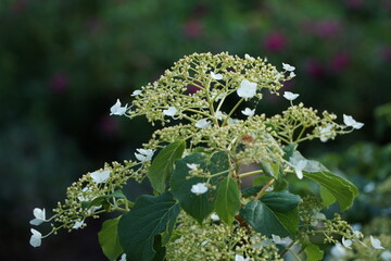 White-green umbellate flower on a green background