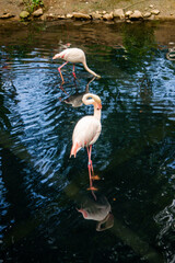 flamingo in the water © Serhii