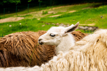 sheep in the farm © Serhii