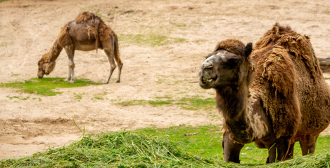 camel in zoo