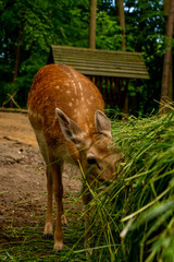deer in the forest © Serhii