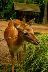 deer in the woods © Serhii