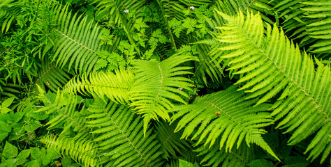 green fern leaves