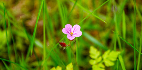 flowers in the grass © Serhii