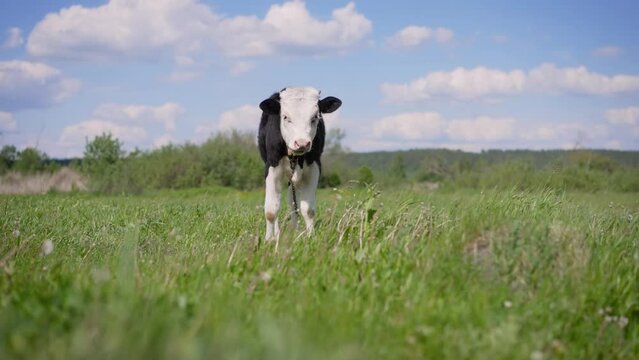 A young black and white calf on a dairy farm. Newborn cow. The calf is grazing in the meadow. A young calf in black and white.