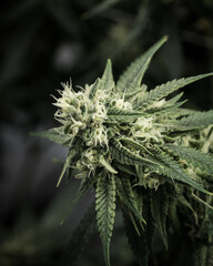 Fresh cannabis flowers and buds. Marijuana plants close up