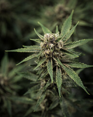 Naklejka na ściany i meble Fresh cannabis flowers and buds. Marijuana plants close up