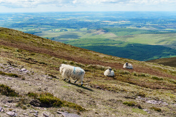 Fototapeta premium Sheep grazing in the mountains on a steep slope.