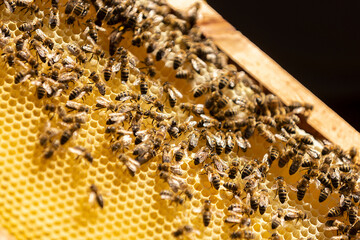 Bienen auf Honigwaben