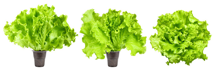 Batavia, salad, lettuce, isolated on white background, clipping path, full depth of field