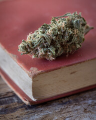 Cannabis buds dried and trimmed. Marijuana buds photographed in natural light. Close up with lots of detail. 