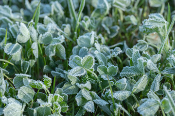 Frost on a clover field.