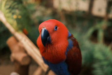 Eclectus parrot