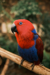 Eclectus parrot