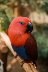 Eclectus parrot