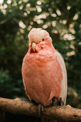 cockatoo parrot