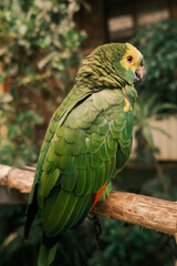 Cuban amazon parrot