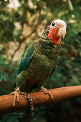 tucuman parrot