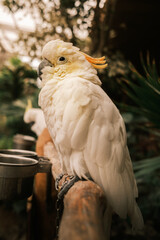 Red-vented cockatoo parrot © M