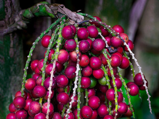 Huge group of dates hanging on palm tree. 

The fruit of the palm tree is red, dark brown clustered and shaped like a small circle like a grain. palm tree fruit as a background.