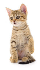 Kitten on white background.