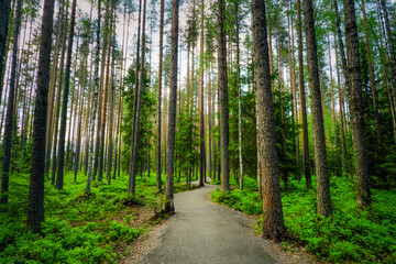 Fototapeta premium Spruces, pines and birches in the Karelian forest. Beautiful park. Road through the forest.
