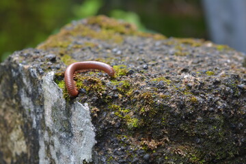 millipede walking on bricks with blur background