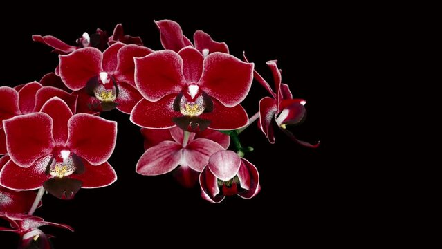 beautiful blooming pink orchid blossomed