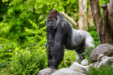 Portrait of a gorilla (western lowland gorilla ) - 510386209