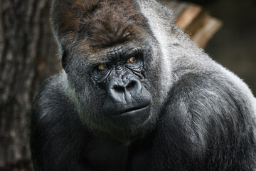 Portrait of a gorilla (western lowland gorilla ) - 510386226