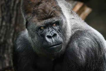 Porträt eines Gorillas (Westlicher Flachlandgorilla) © wusuowei