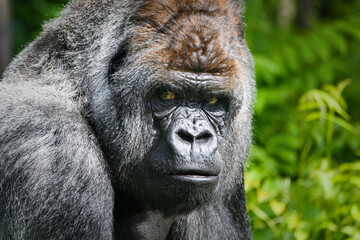 Portrait of a gorilla (western lowland gorilla ) - 510386256