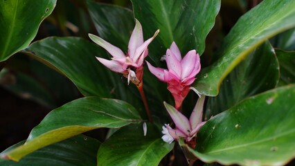 Goeppertia loeseneri or Calathea loeseneri, the Brazilian star calathea, is a species of plant belonging to the Marantaceae family. It is native to Peru, northern Brazil, Colombia, and Ecuador.