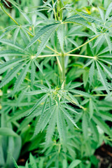 adult hemp plant. illegal cultivation of cannabis. narcotic plant. crime. drug trafficking law. 