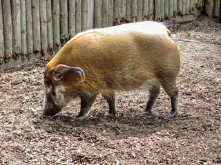 Zoo Wildschwein