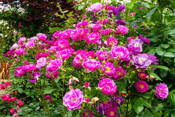 神奈川県横浜市　横浜イングリッシュガーデンのバラ