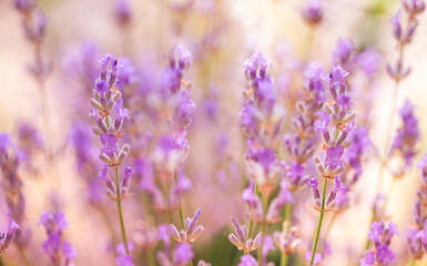 Fototapeta premium Lavender flowers in flower garden. Lavender flowers lit by sunlight