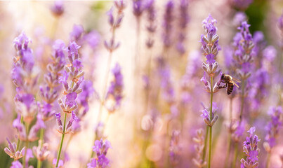 Lavender flowers in flower garden. Lavender flowers lit by sunlight. Bee looking for polen on a flower petal. - obrazy, fototapety, plakaty