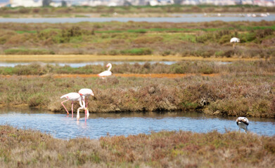 flamingo birds walk on the dam of the river