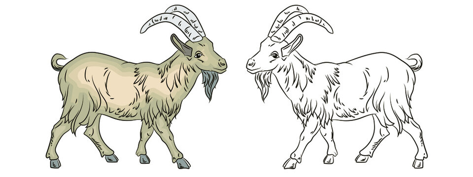 Vector image, goat. Isolated on a white background. 
Black and white and color drawing, coloring book for children.
