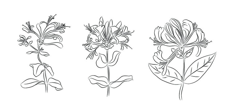 Set of June birth month flowers honeysuckle line art vector illustrations. Hand drawn black ink sketch. Perfect for modern jewelry, tattoo, wall art design.