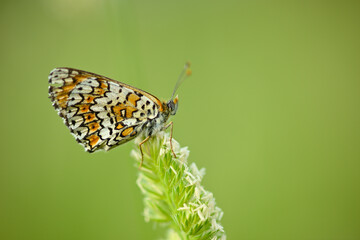Closeup of butterly sitting on flower in an Italian meadow
