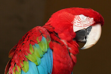 ara rot schliesst die augen © Markus Kammermann