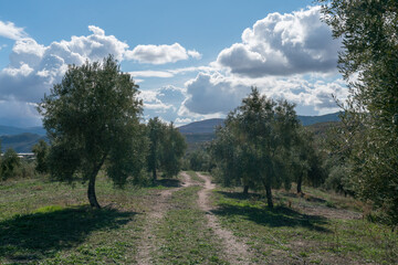 cultivation of olive trees in the province of Granada