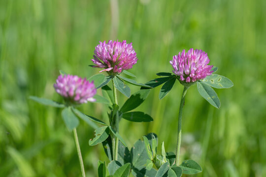 Pink blossoms of red clover (Trifolium pratense).