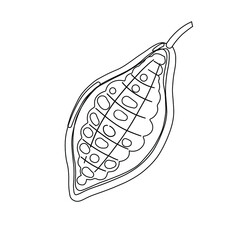 Black and white sketch of a cocoa fruit. Cocoa plant vector illustration.  - 510388256