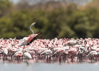 Naklejka premium A flock of lesser flamingo
