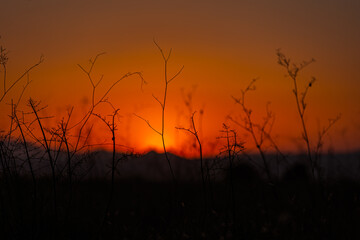 Spring sunset over the field