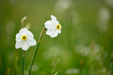 Poet's daffodil, narcissus, nargis, pheasant's eye, findern flower, Narcissus poeticus, in bloom in...